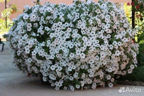 Петуния из профессиональных семян