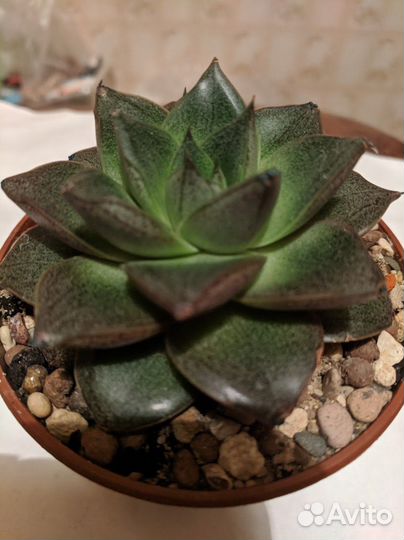 Эчеверии / эхеверии сортовые. Каменная роза
