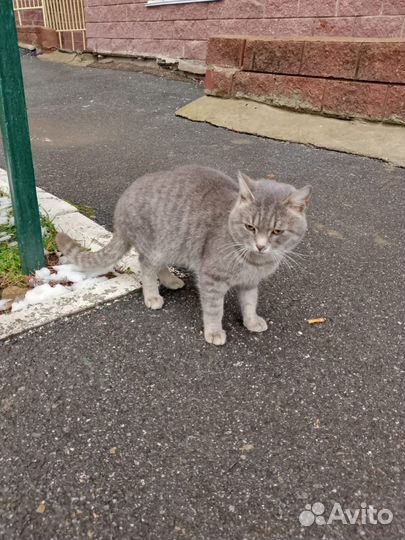 Кот в добрые руки