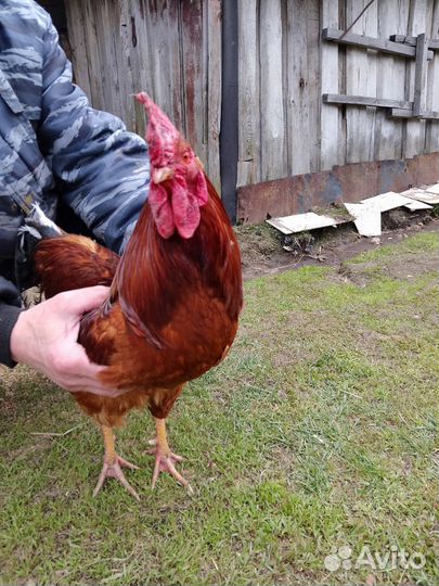 Молодые петухи