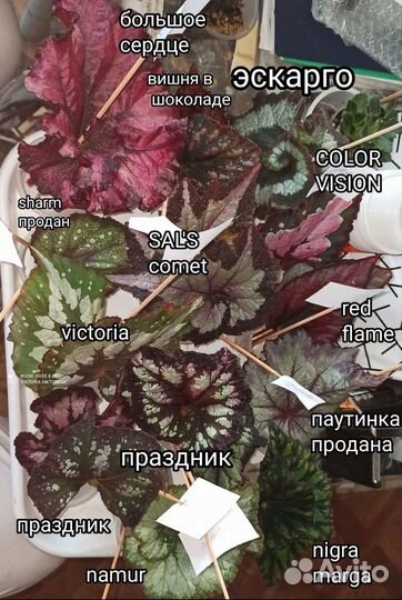 Детки и листья Бегоний разных