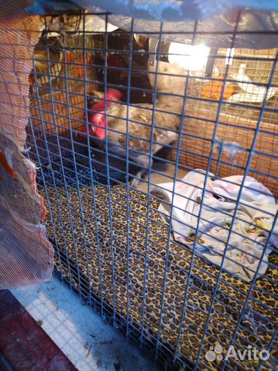 Петух породистый