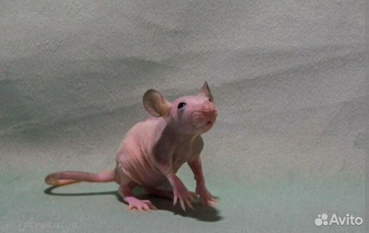 Крыса сфинкс (голая, лысая)
