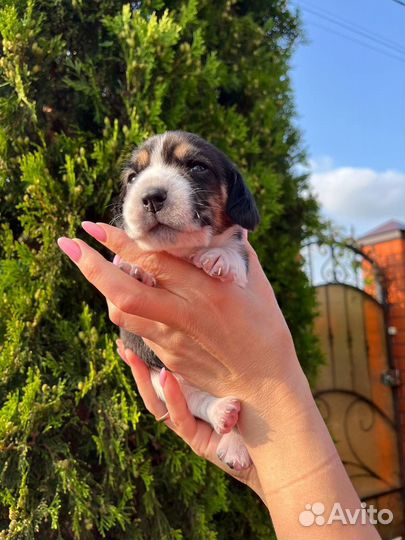 Щенки бигль