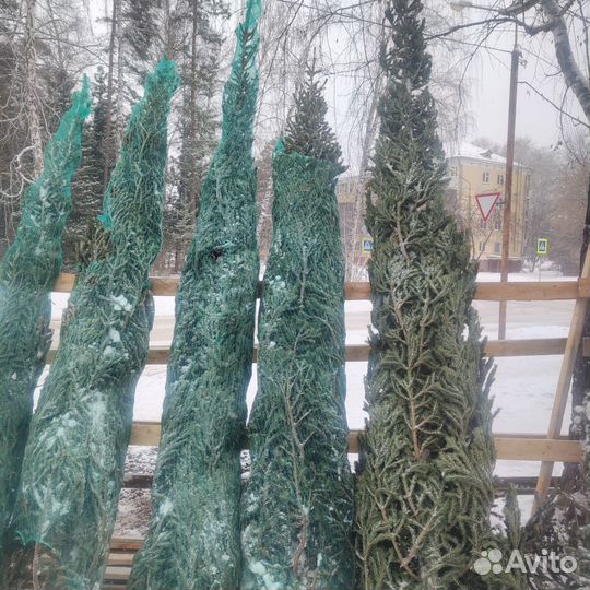 Пихта, Ёлка большие до 4.6 м