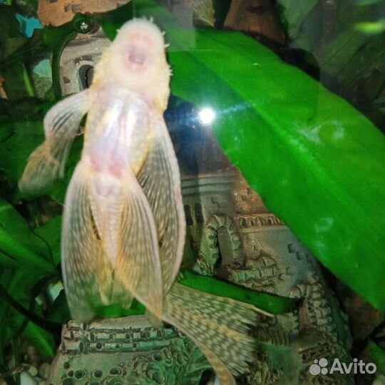 Сом анциструса вуалевый хвост желтый