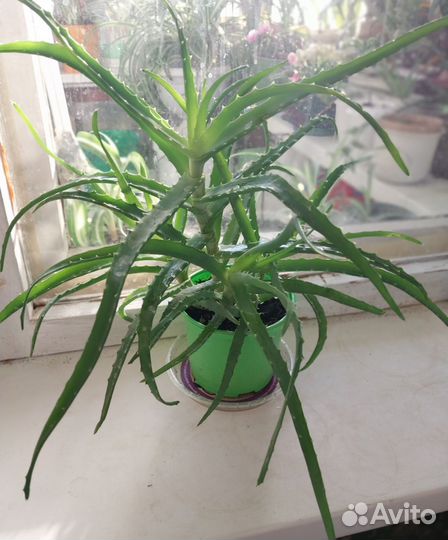 Алоэ, хойя Белла, хлорофитум