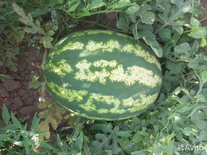 Арбуз