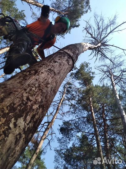 Спиливание деревьев любой сложности