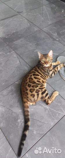 Бенгальский кот вязка