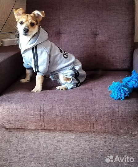 Песик
