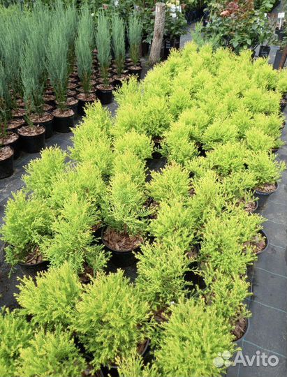 Туя Рейнголд, Санни, Голден смарагд, Глобоза