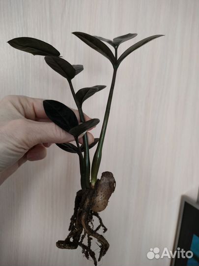 Замиокулькас равен