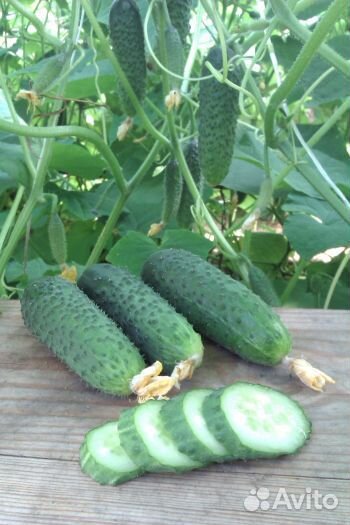 Рассада огурцов