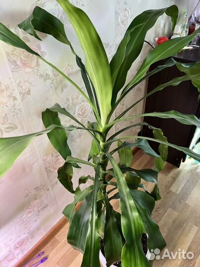 Драцена душистая