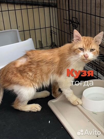 Рыжий котик