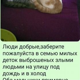 Милые котятки брошенки