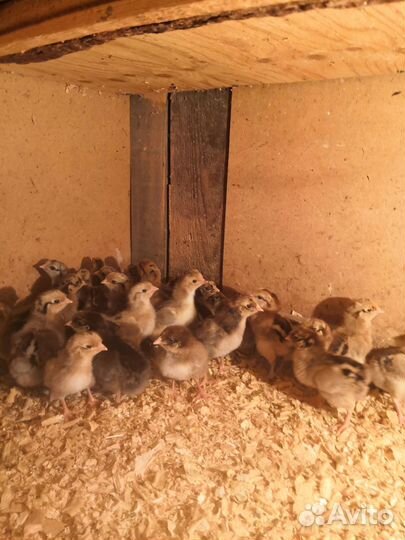 Цыплята