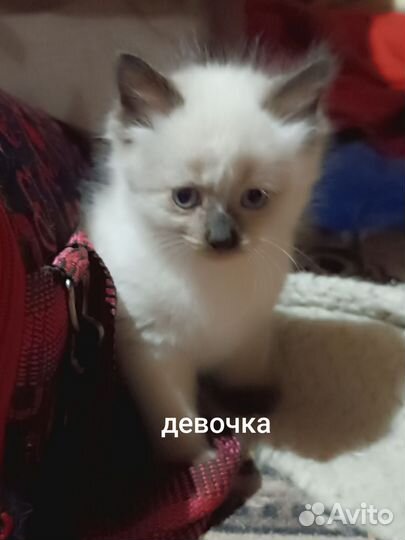 Котята в добрые руки