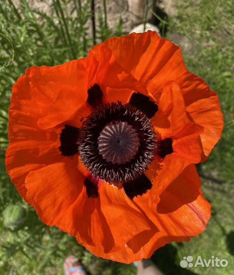 Семена Саженцы Мака восточного декоративного