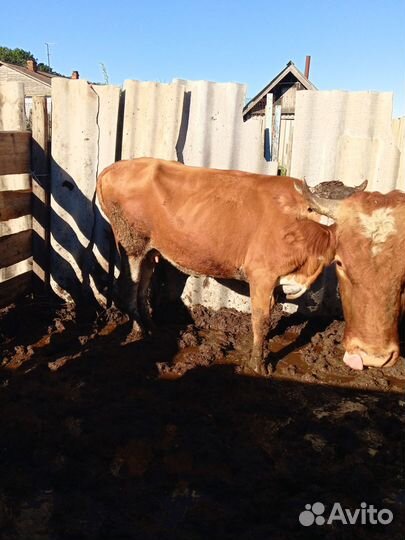 Продажа крс