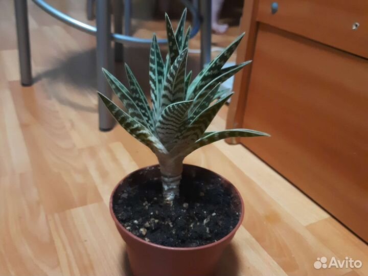 Алоэ тигровое