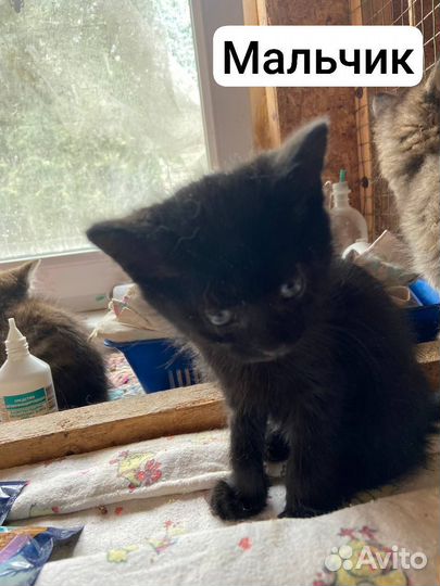 Котята в добрые руки