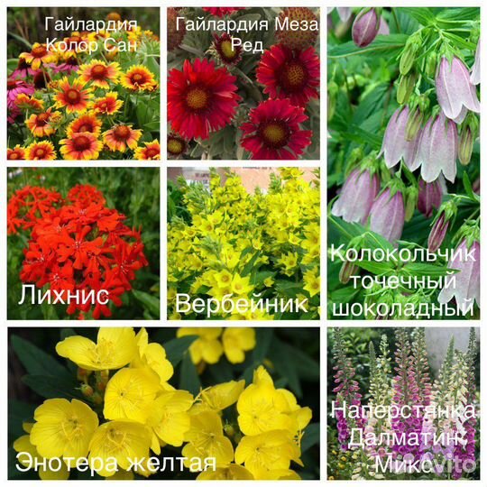 Многолетние растения