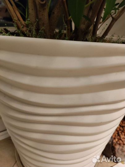 Олеандр розовый