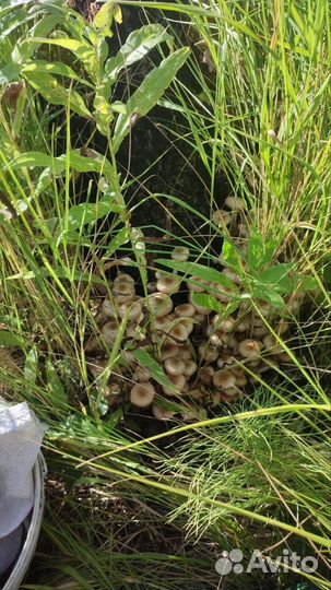 Грибы опята маринованые,грузди соленные,обабки