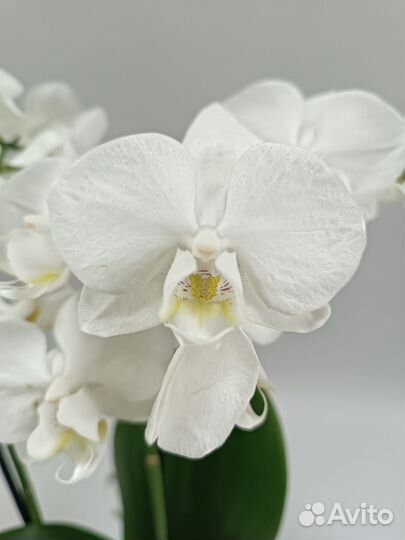 Орхидея Фаленопсис Silly Tommy