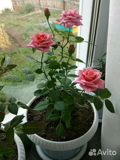 Комнатная роза Кардана, розовая