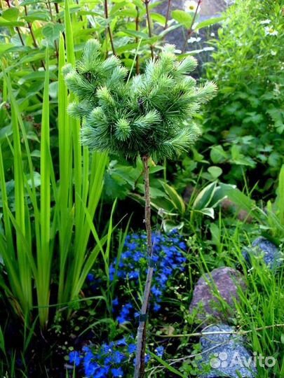 Лиственница штамб Пули, Купидон, Диана, Блю Дварф