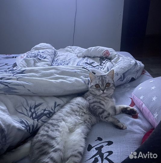 Шотландская прямоухая кошка