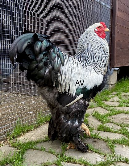 Брама инкубационное яйцо цыплята