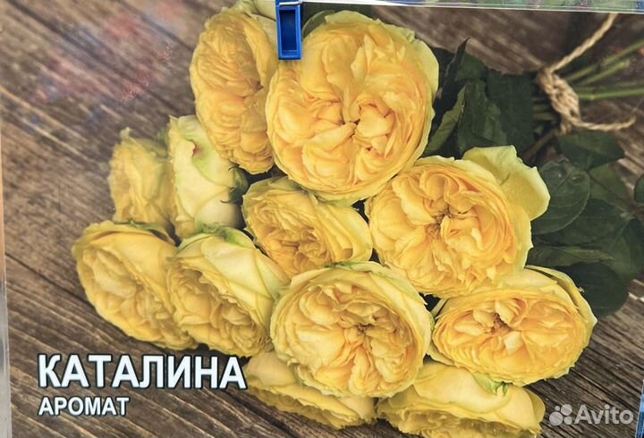 Розы опт/Розница (зкс)