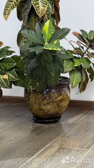 Кодиеум кротон большой