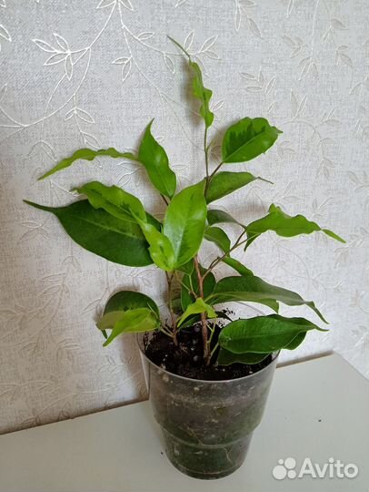 Фикусы разные сорта, комнатные растения 7