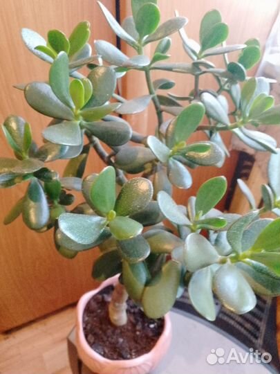 Толстянка Денежное дерево