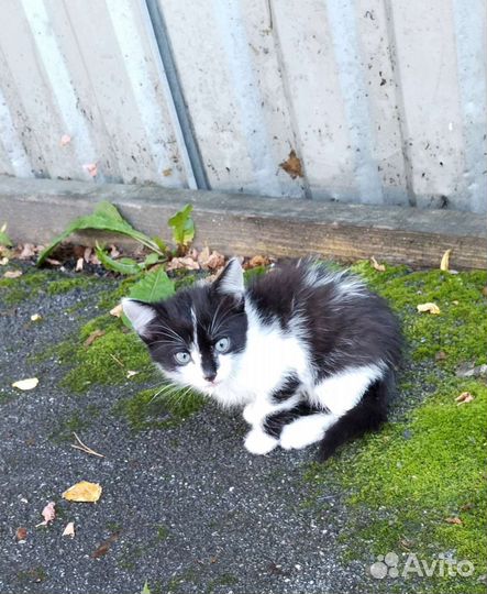 Кошки в добрые руки бесплатно