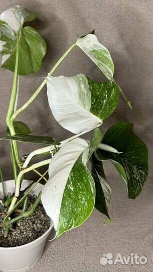 Монстера альба