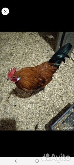 Молодые петухи