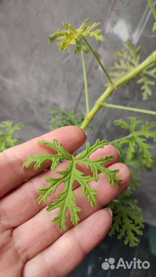 Герань лимонная/пеларгония