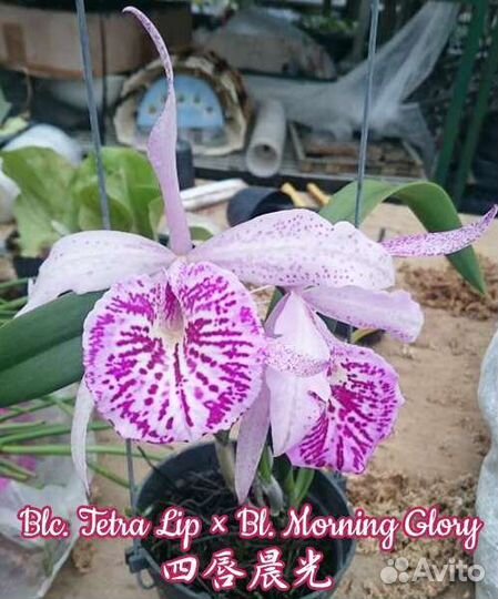 Каттлея Blc. Tetra Lip x Bl. Morning Glory