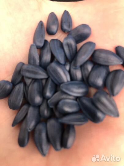 Семена кукурузы дкс3939,3169, подсолнечника