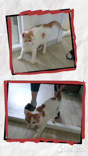 Котенок ищет дом