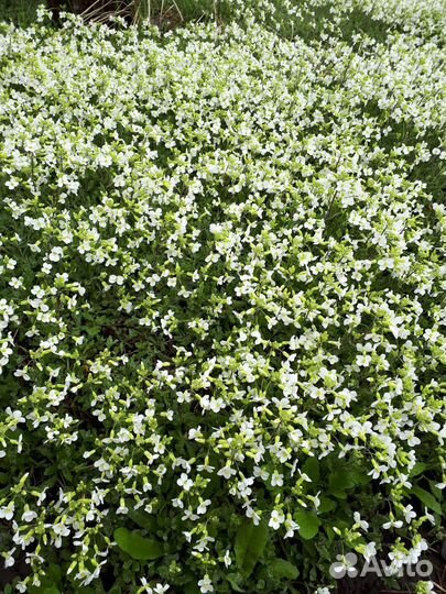 Почвопокровники