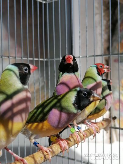 Амадины гульда