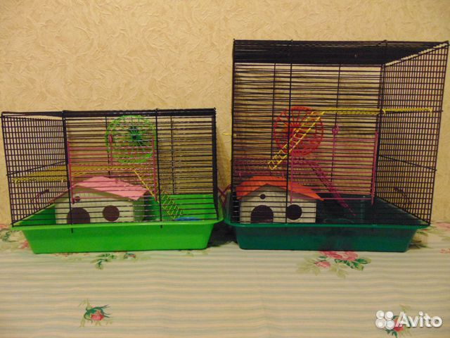 Джунгарские хомяки, новые клетки, корм