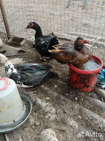 Утки индоутки чешские шептуны